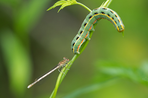 Xylena exsoleta