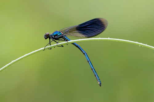 Calopteryx splendens