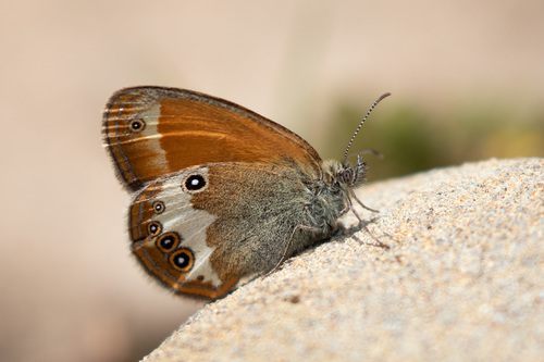 Coenonympha arcania