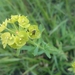Leafy Spurge - Photo (c) Charles Scannell, all rights reserved, uploaded by Charles Scannell
