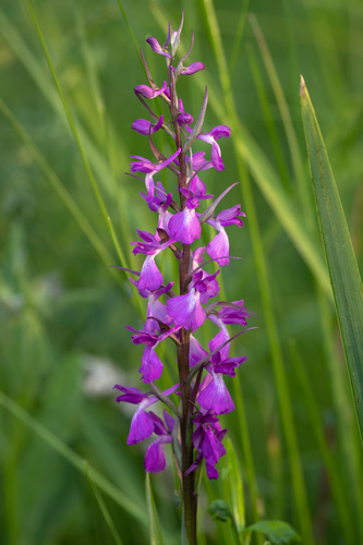 Subspecies Anacamptis palustris elegans · iNaturalist Canada