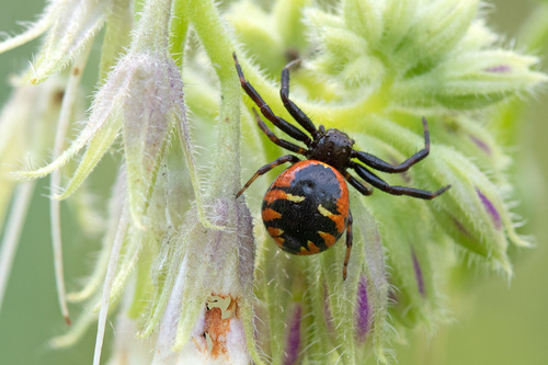 Synema globosum
