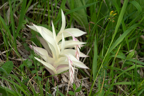 Epipactis atrorubens