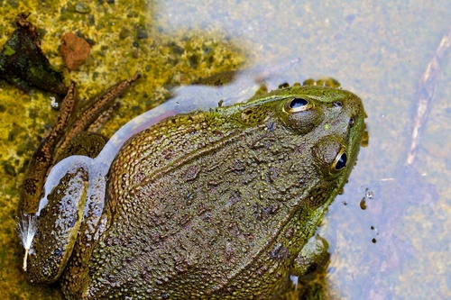 Montezuma Leopard Frog