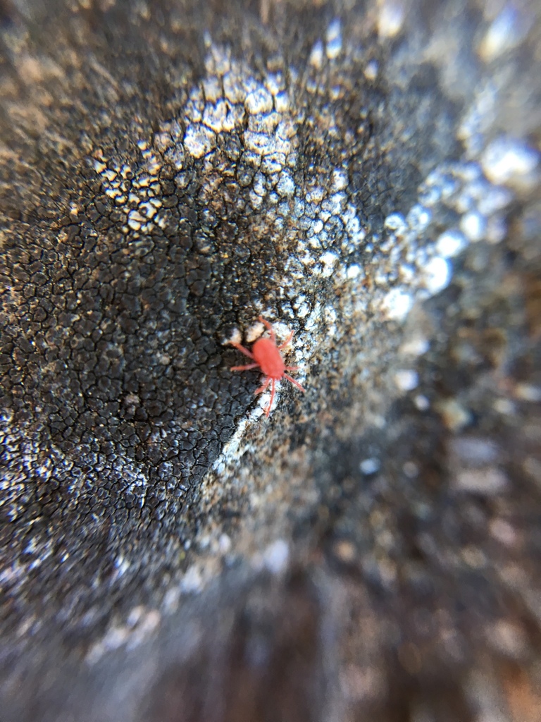 Sidewalk Mites from Greek Theater Berkeley, Berkeley, CA, US on May 12 ...