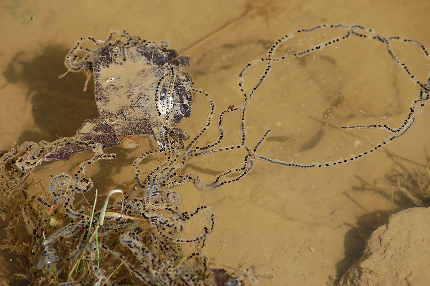 Anaxyrus americanus from Stillwater Prairie, Covington, Ohio on 2014년 04월 20일 (일) by Chad Arment. Thinking American as... 