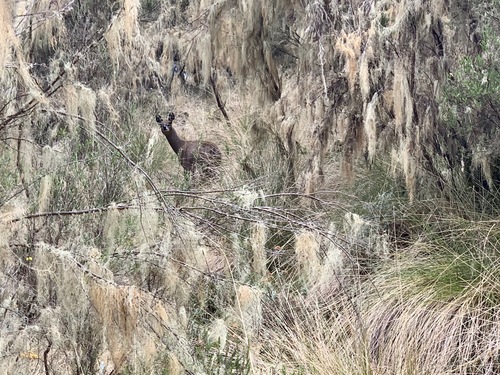 Klipspringer