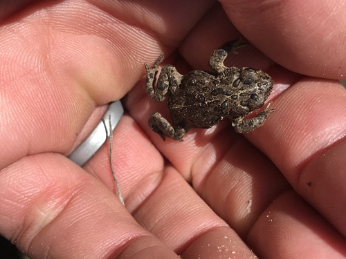 iNaturalist observation photo of Yosemite Toad