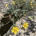 Brewer's Cinquefoil - Photo (c) siadawn, all rights reserved