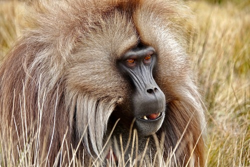 Northern Gelada