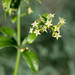 Wild Madder - Photo (c) williamdomenge9, all rights reserved, uploaded by williamdomenge9