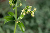 Wild Madder - Photo (c) williamdomenge9, all rights reserved, uploaded by williamdomenge9