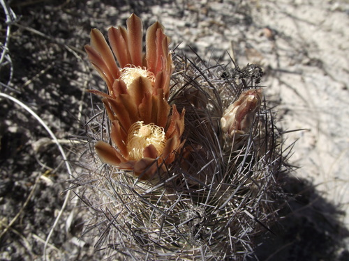 Echinomastus durangensis