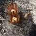 Echinomastus durangensis - Photo (c) Aaron Balam, todos los derechos reservados, subido por Aaron Balam
