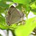 Colorado Hairstreak - Photo (c) Eric R. Eaton, all rights reserved, uploaded by Eric R. Eaton