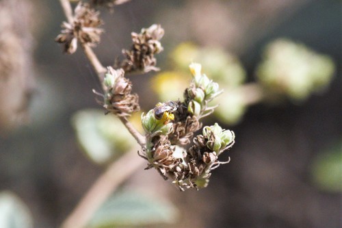 photo of Cellophane Bees (Colletes)