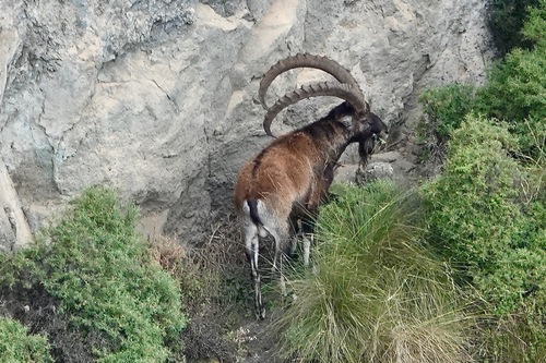Walia Ibex
