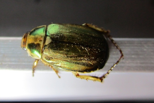 Anomala agilis · iNaturalist