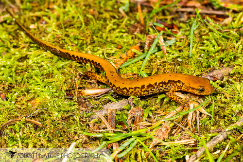 Long-tailed Salamander
