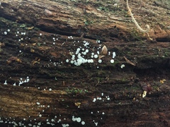 Lachnum virgineum image