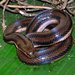 Kerala Mud Snake - Photo (c) unnikrishnan edakkoli, all rights reserved, uploaded by unnikrishnan edakkoli