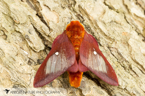 Southern Pink-striped Oakworm Moth