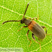 Ant-like Leaf Beetles - Photo (c) John and Kendra Abbott, all rights reserved, uploaded by John Abbott