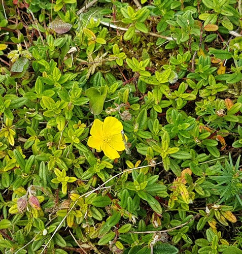 Paprastasis saulenis nuotrauka