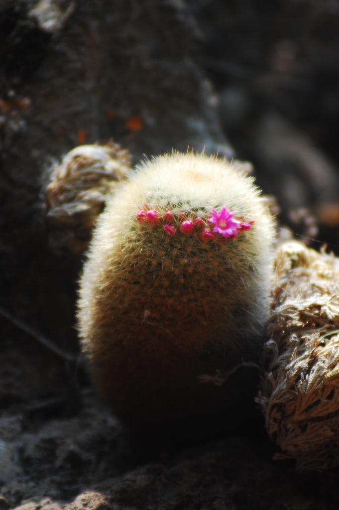Mammillaria spinosissima — an easy houseplant, prefers full sun light