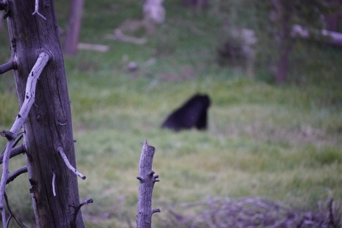 iNaturalist observation photo of American Black Bear