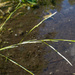 Boreal Manna Grass - Photo (c) Steven Daniel, all rights reserved, uploaded by Steven Daniel