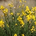 Spanish Broom - Photo (c) Aaron Sizer, all rights reserved, uploaded by Aaron Sizer