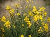 Spanish Broom - Photo (c) Aaron Sizer, all rights reserved, uploaded by Aaron Sizer