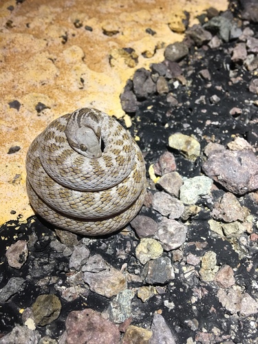 Chihuahuan Nightsnake