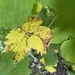 Xenodidymella applanata - Photo (c) Alyska Bailey, todos los derechos reservados, subido por Alyska Bailey