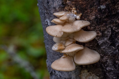 aspen oyster mushroom