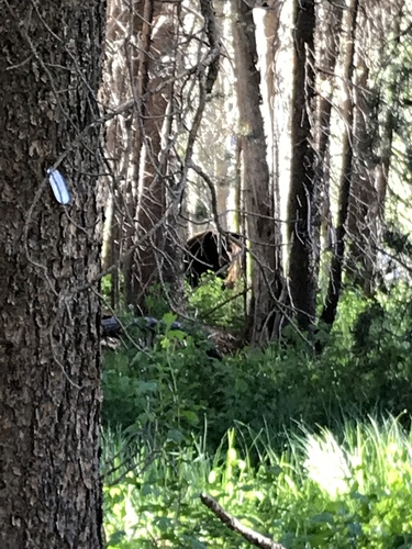 iNaturalist observation photo of American Black Bear
