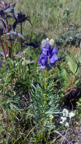 Aconitum chasmanthum
