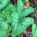 Asarum arifolium - Photo (c) ackoenig, todos los derechos reservados, subido por ackoenig