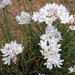 Allium polyrhizum - Photo (c) Urgamal Magsar, all rights reserved, uploaded by Urgamal Magsar