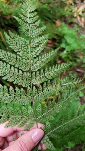 spreading wood fern