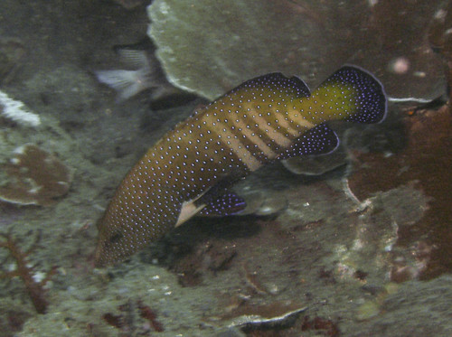 Peacock Grouper