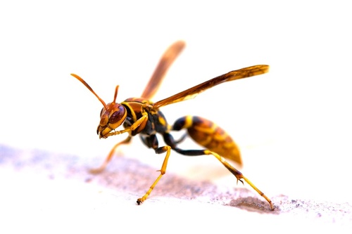 Polistes lineonotus