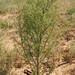 Artemisia scoparia - Photo (c) Urgamal Magsar, כל הזכויות שמורות, uploaded by Urgamal Magsar