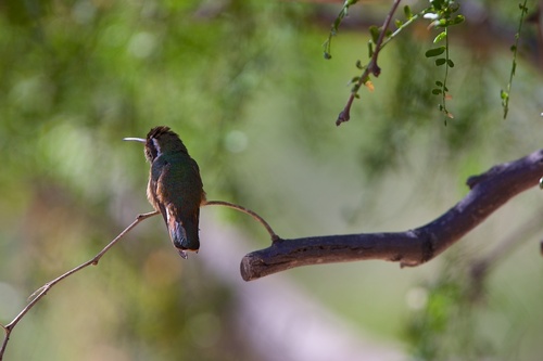 White-eared Hummingbird