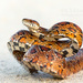 Corn Snake - Photo (c) Christina Evans, all rights reserved