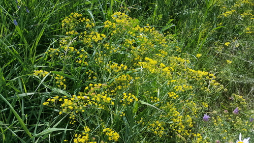 Bupleurum scorzonerifolium · iNaturalist