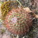 Mammillaria rhodantha fera-rubra - Photo (c) Alejandro Mijangos Betanzos, כל הזכויות שמורות, הועלה על ידי Alejandro Mijangos Betanzos