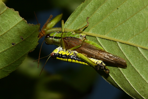 Ognevia longipennis