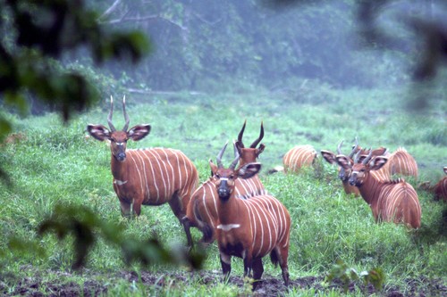 Bongo | Native Nature